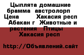 Цыплята домашние брамма, австролорп › Цена ­ 60 - Хакасия респ., Абакан г. Животные и растения » Птицы   . Хакасия респ.